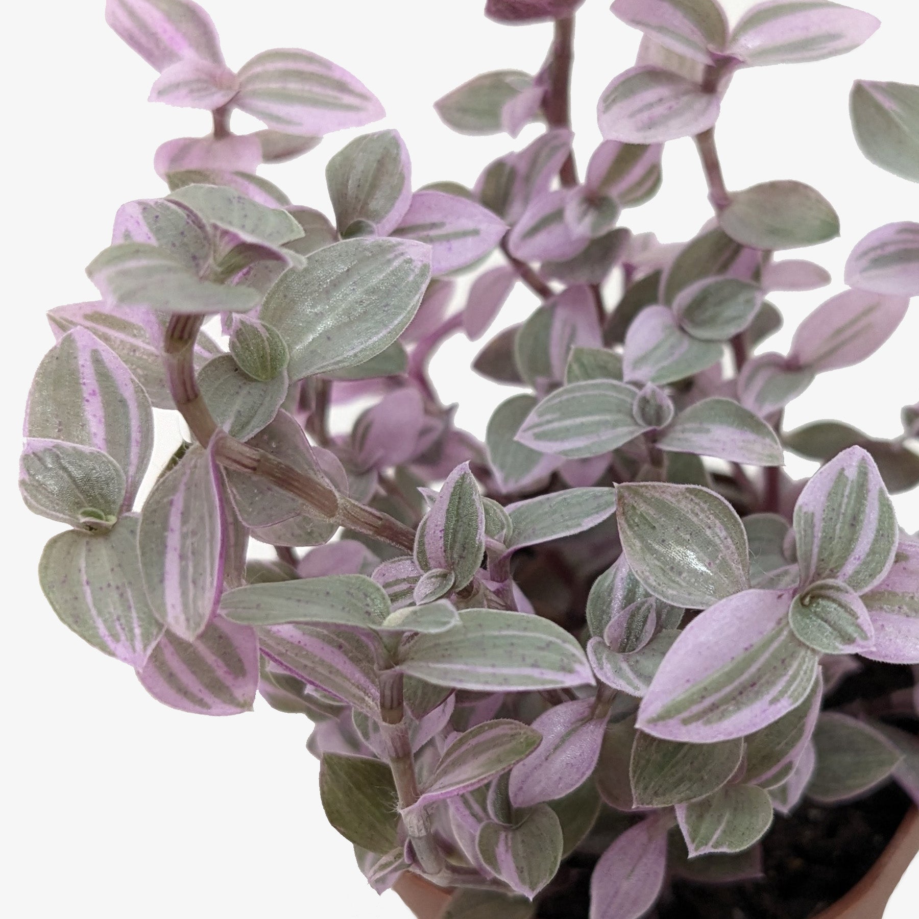 Tradescantia Callisia Pink Panther