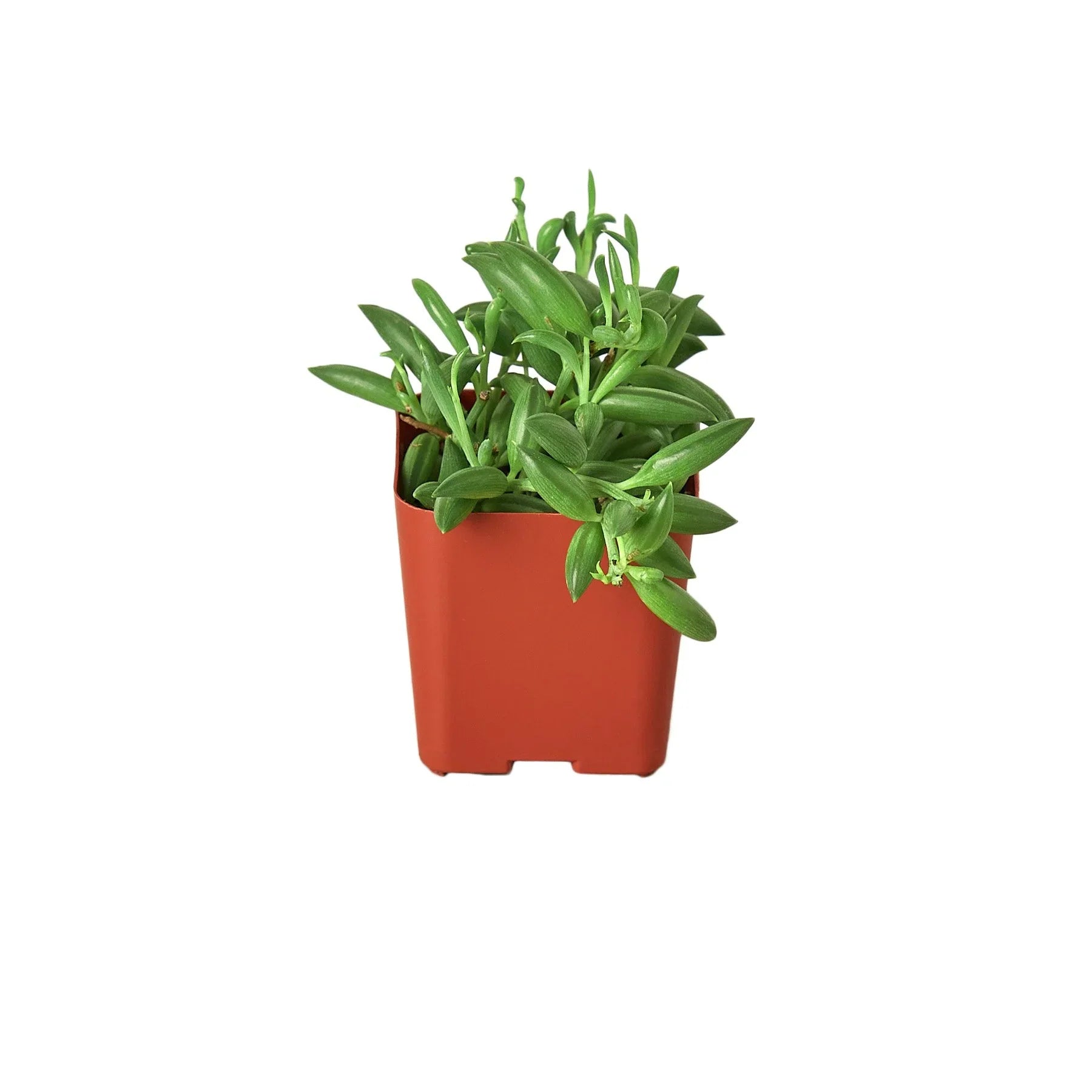 Succulent String Of Bananas