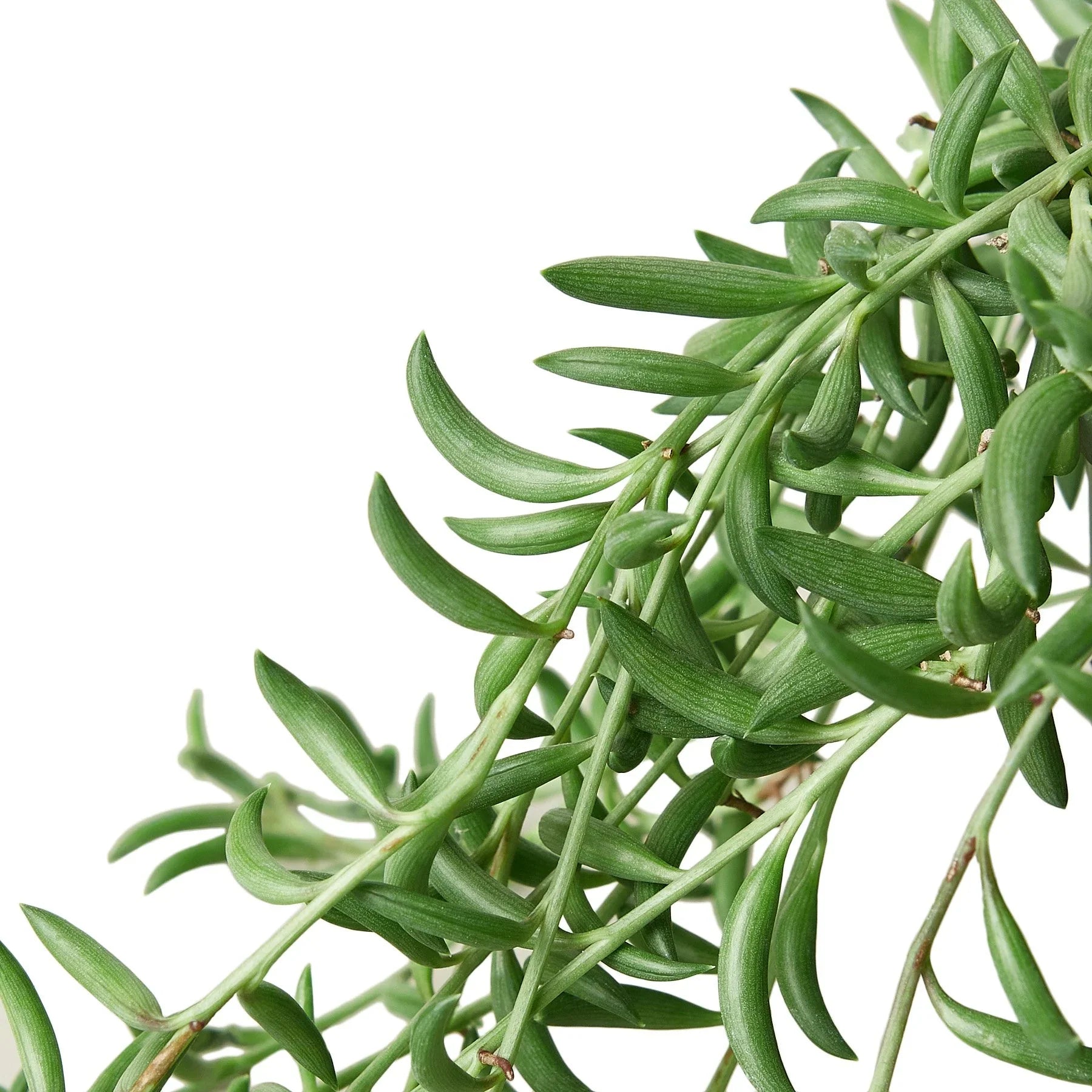 Succulent String Of Bananas