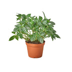 Pilea Aluminum