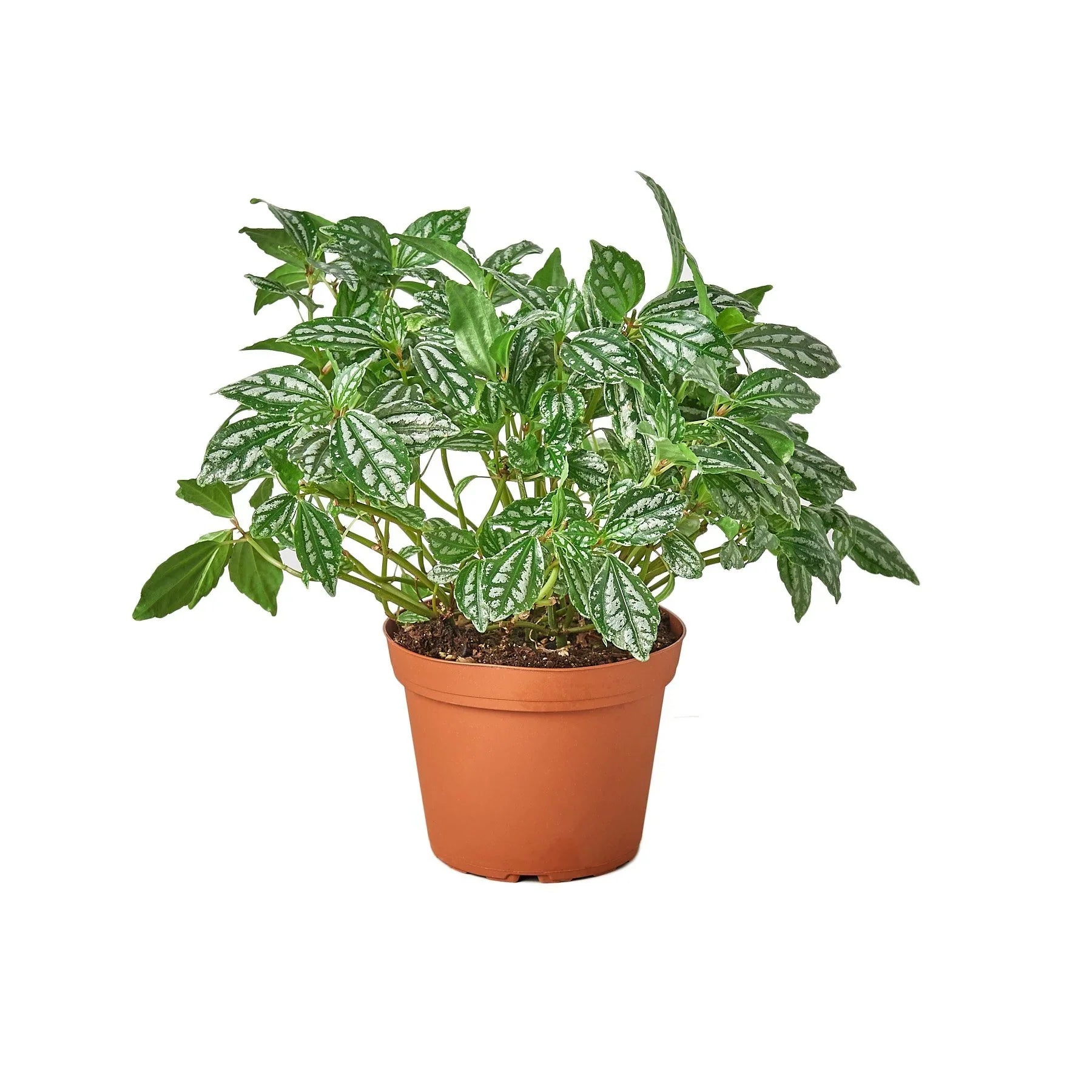 Pilea Aluminum