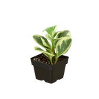 Peperomia Marble