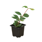 Peperomia Parallel