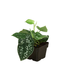 Pothos 'Satin'