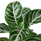 Zebra Aphelandra