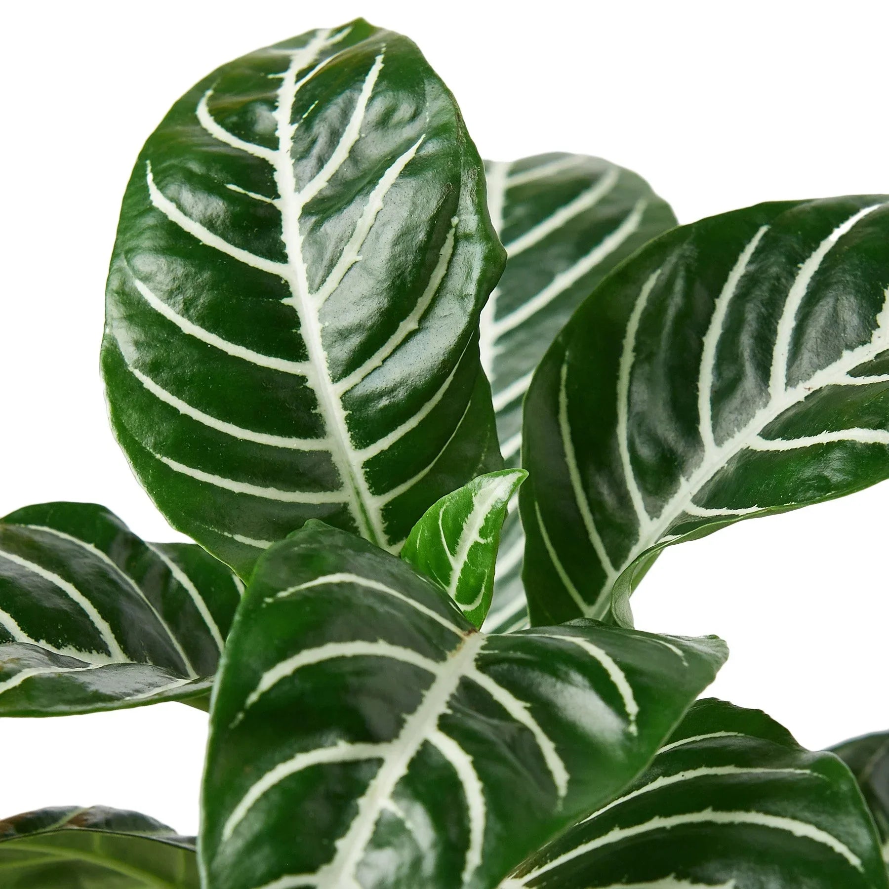 Zebra Aphelandra