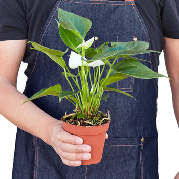 Anthurium White