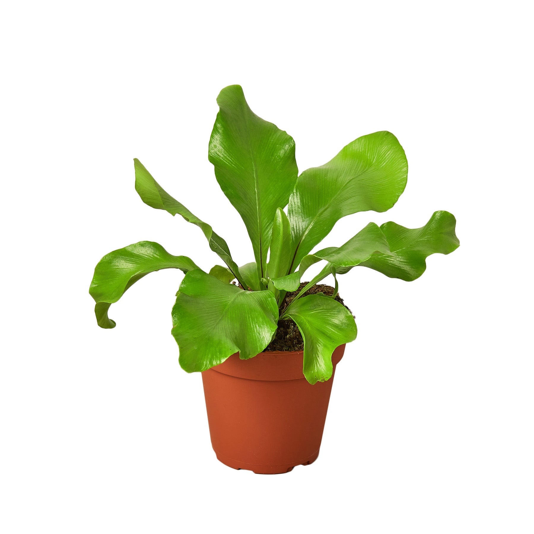 Birds Nest Nidus Fern