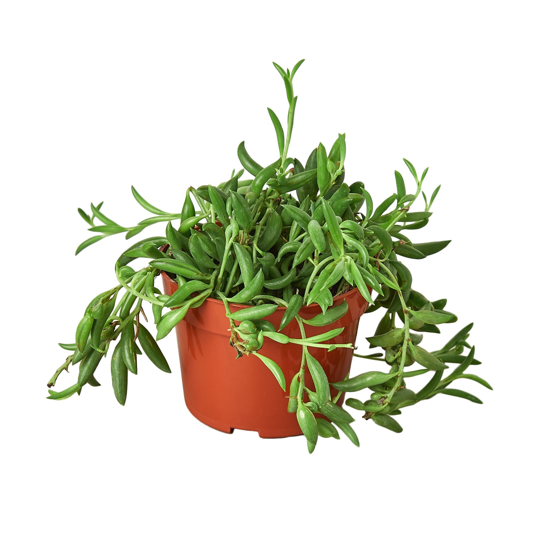 Succulent String Of Bananas