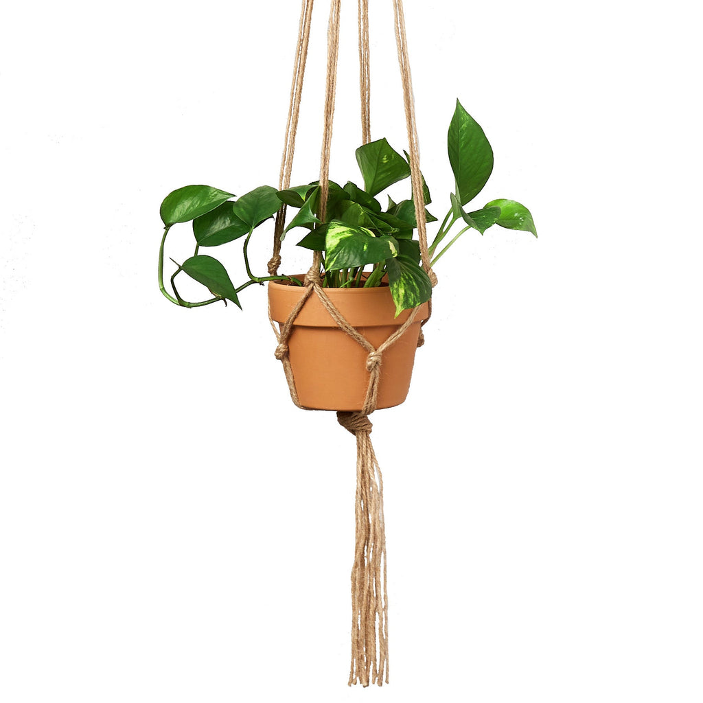 Macrame Hanger Designed For 5 7 Inch Planters