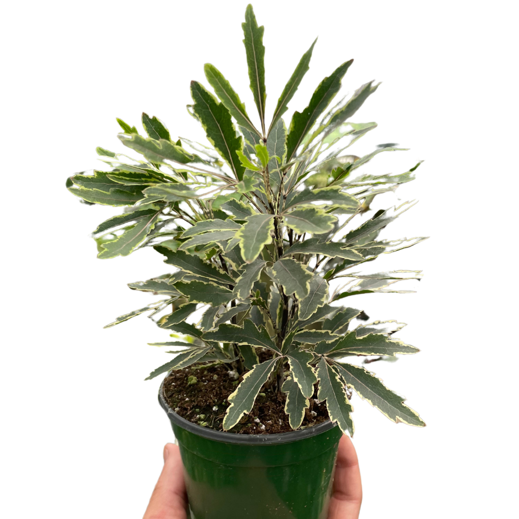 Aralia Bianca