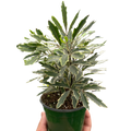 Aralia Bianca