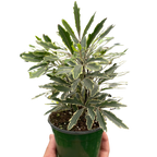 Aralia Bianca