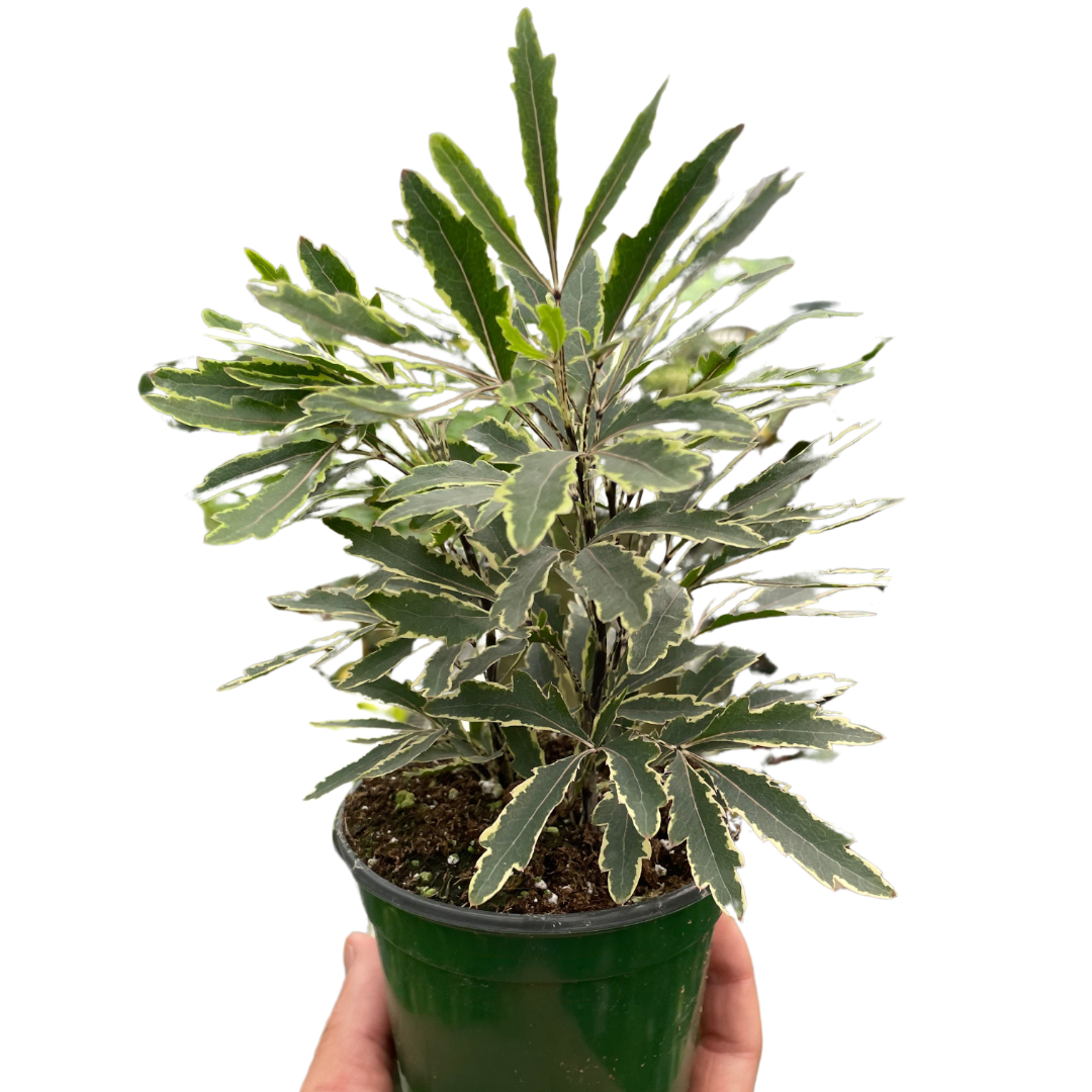 Aralia Bianca