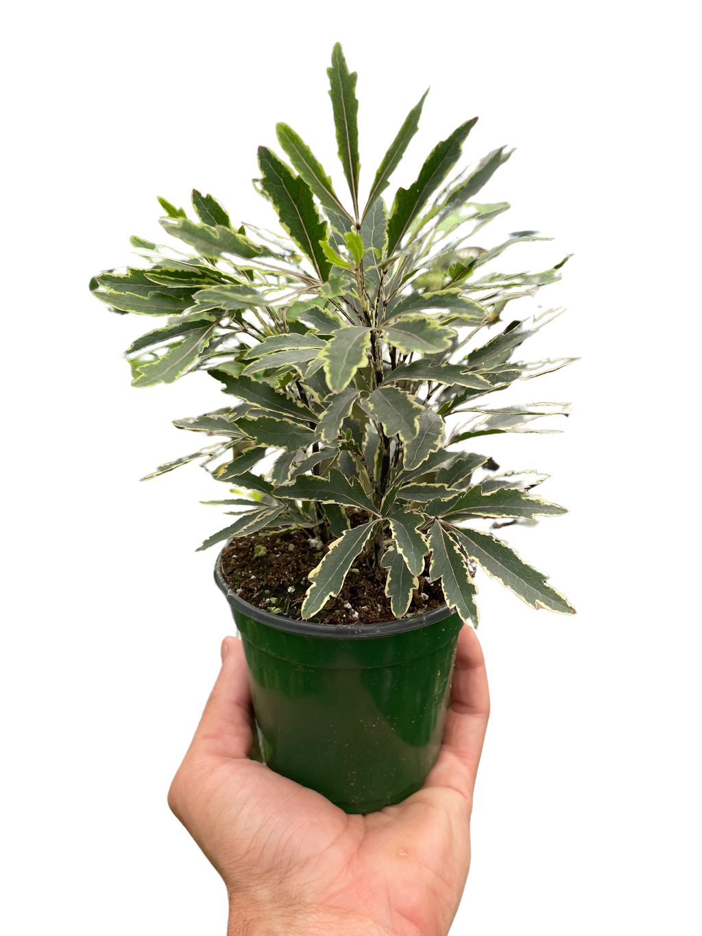 Aralia Bianca