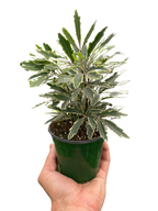 Aralia Bianca