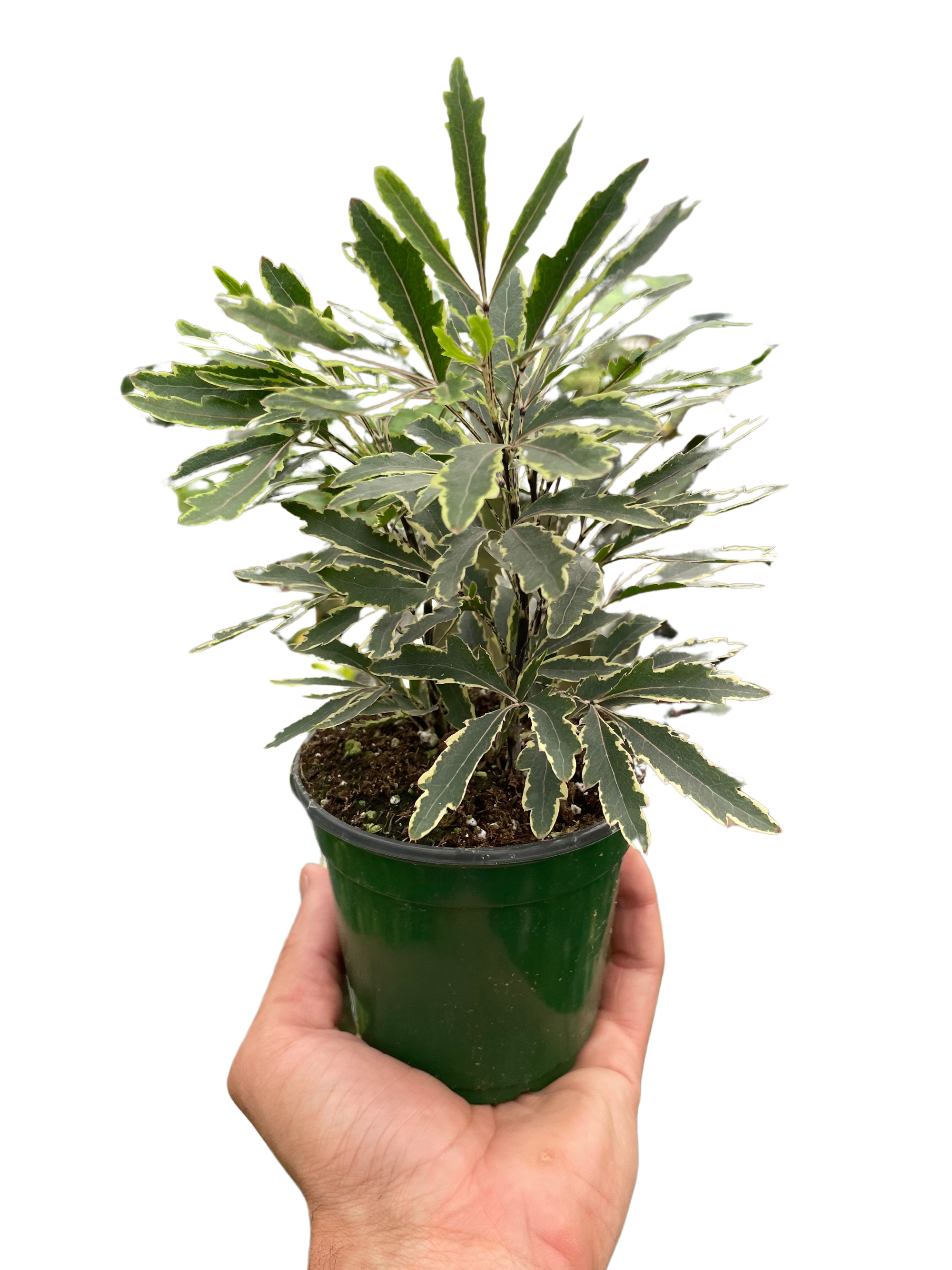 Aralia Bianca