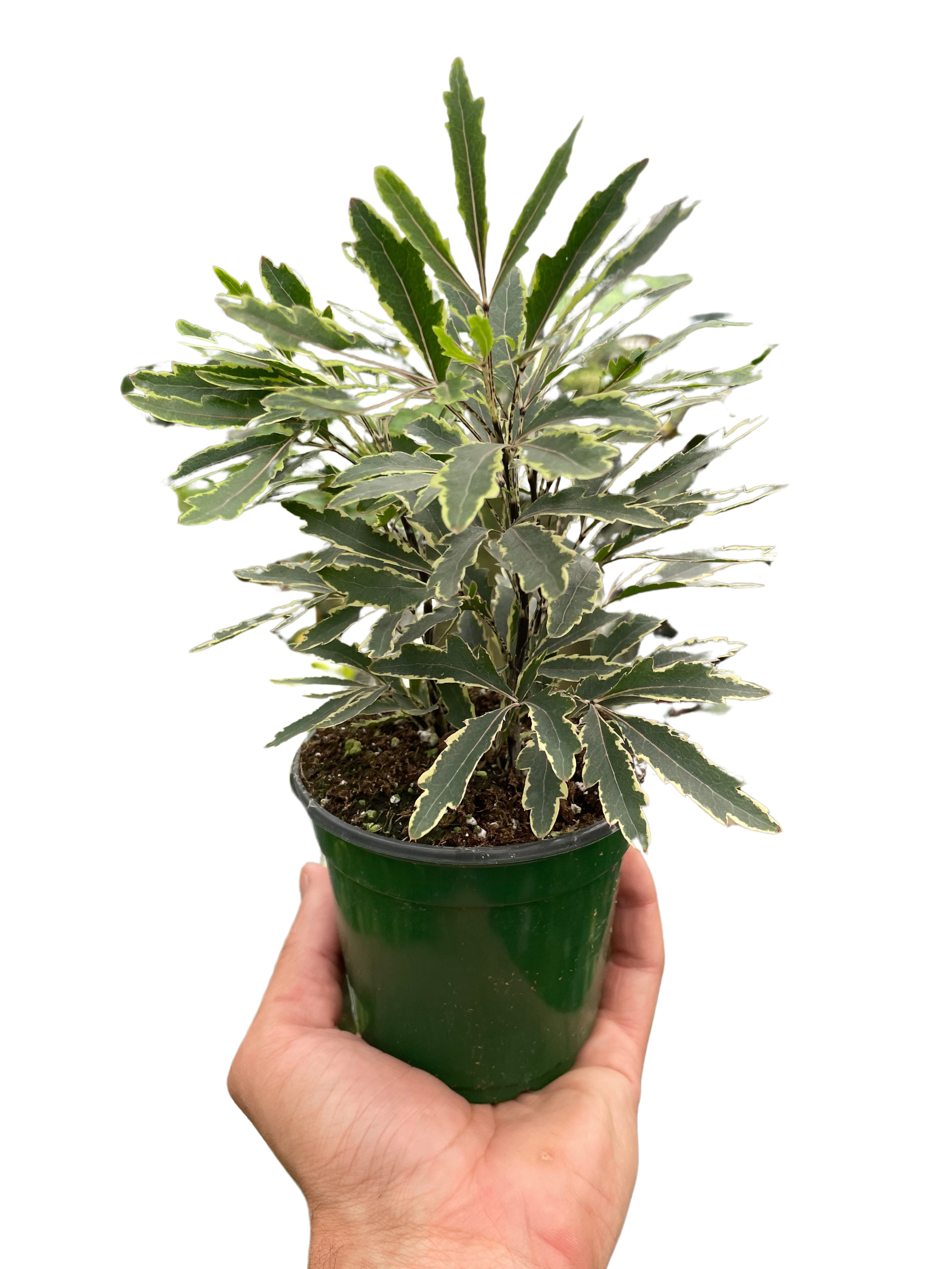Aralia Bianca