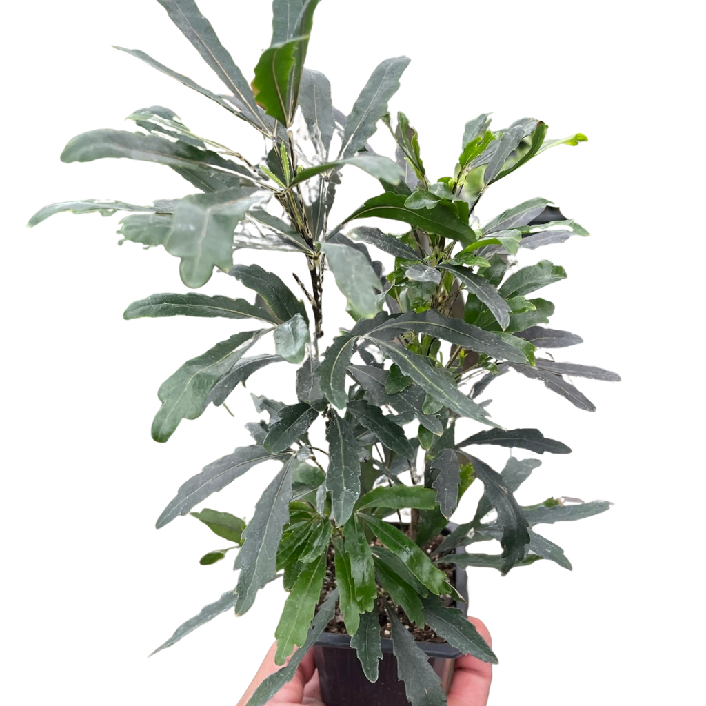 Aralia Green