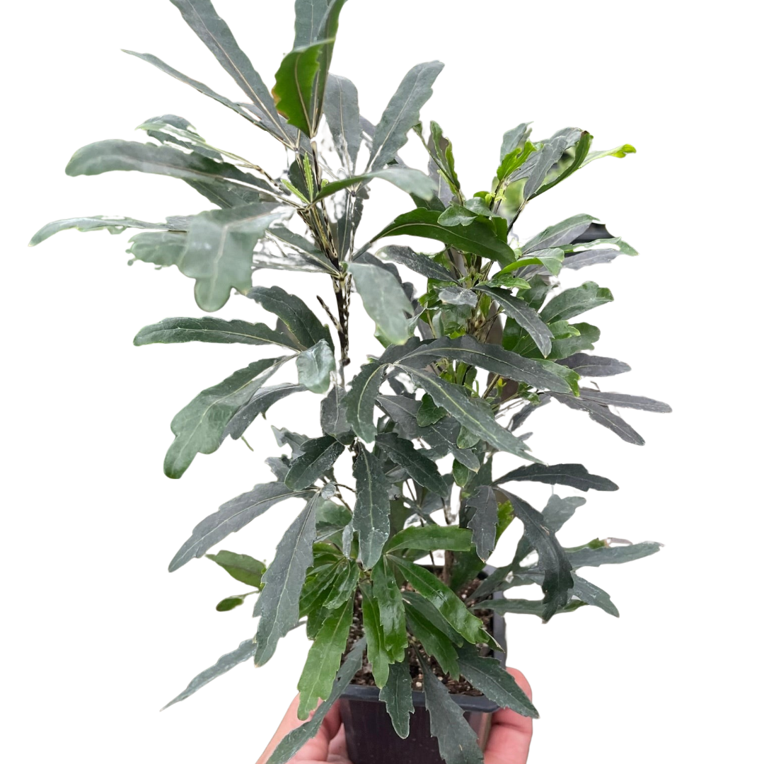 Aralia Green