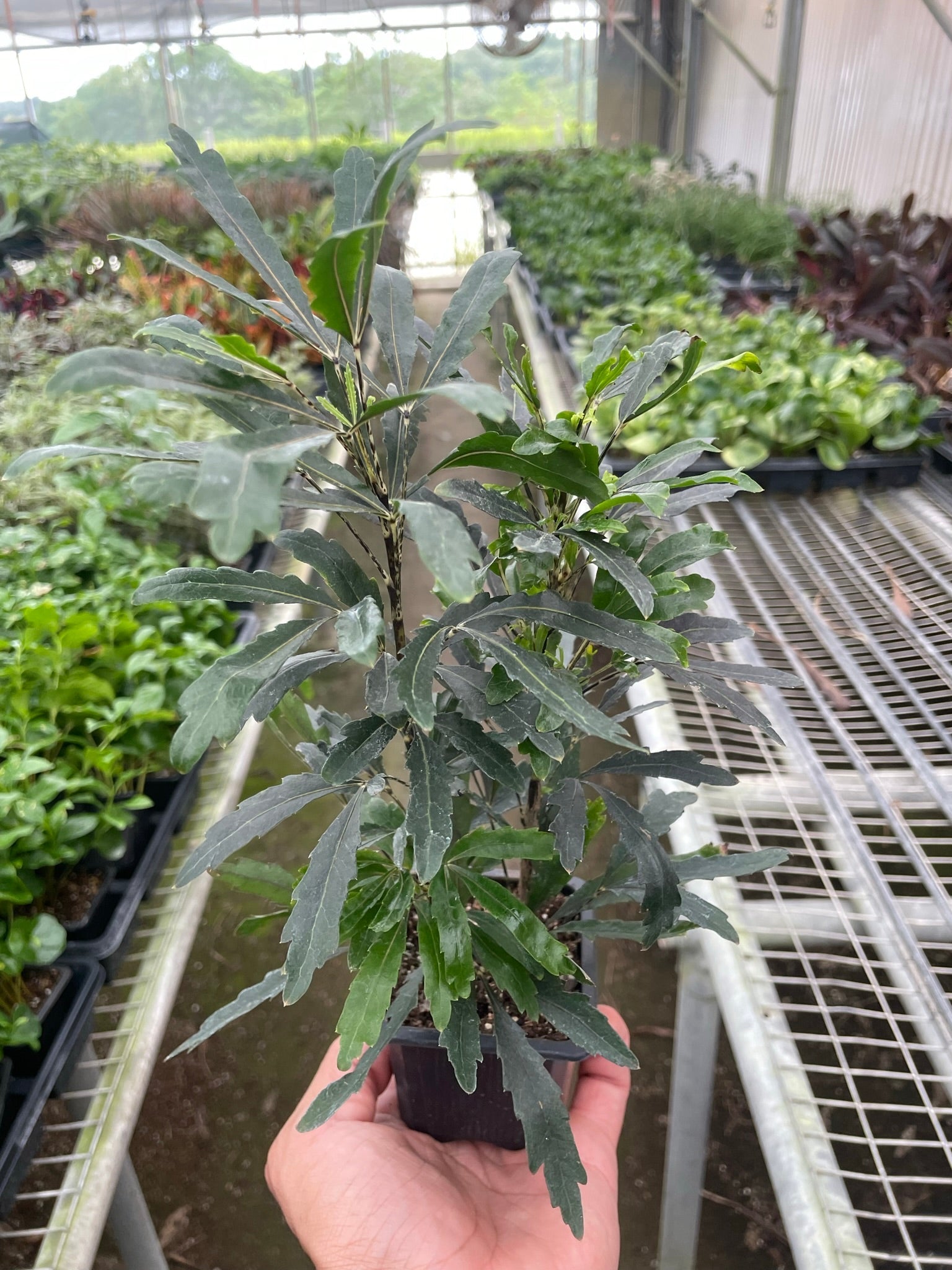 Aralia Green