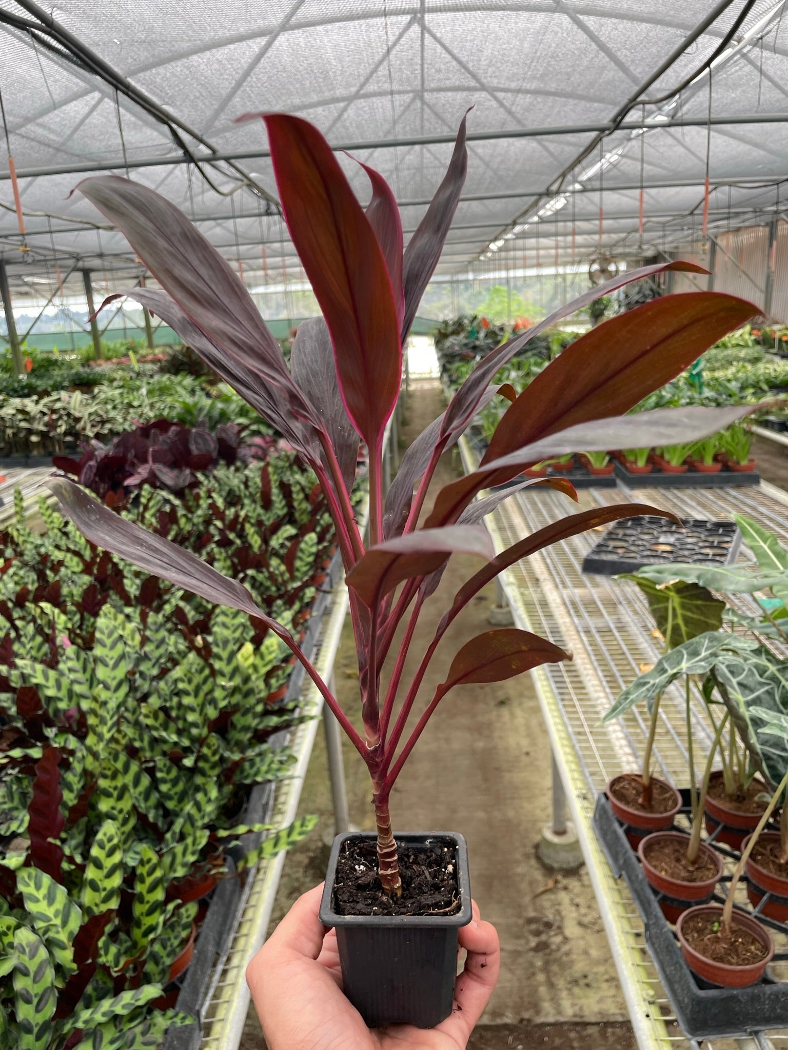 Cordyline Calypso Queen