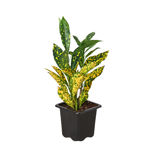 Croton Gold Dust
