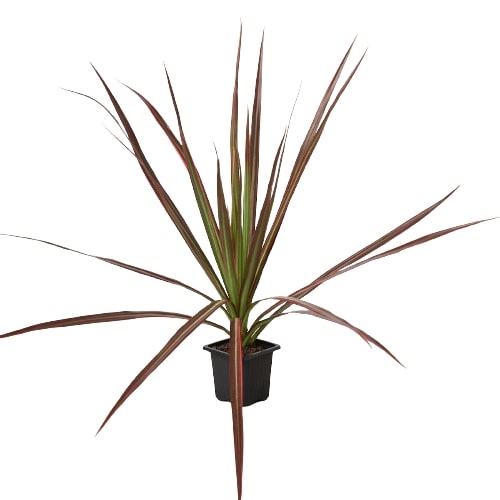 Dracaena Colorama