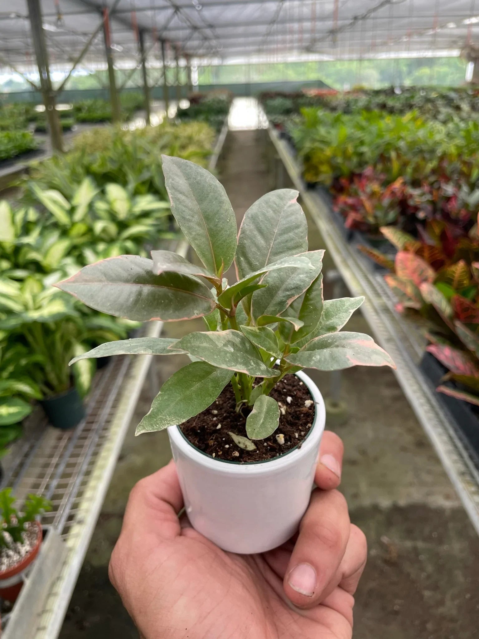 Ficus Elastica Tineke
