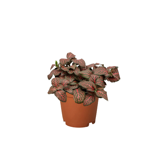 Fittonia Red