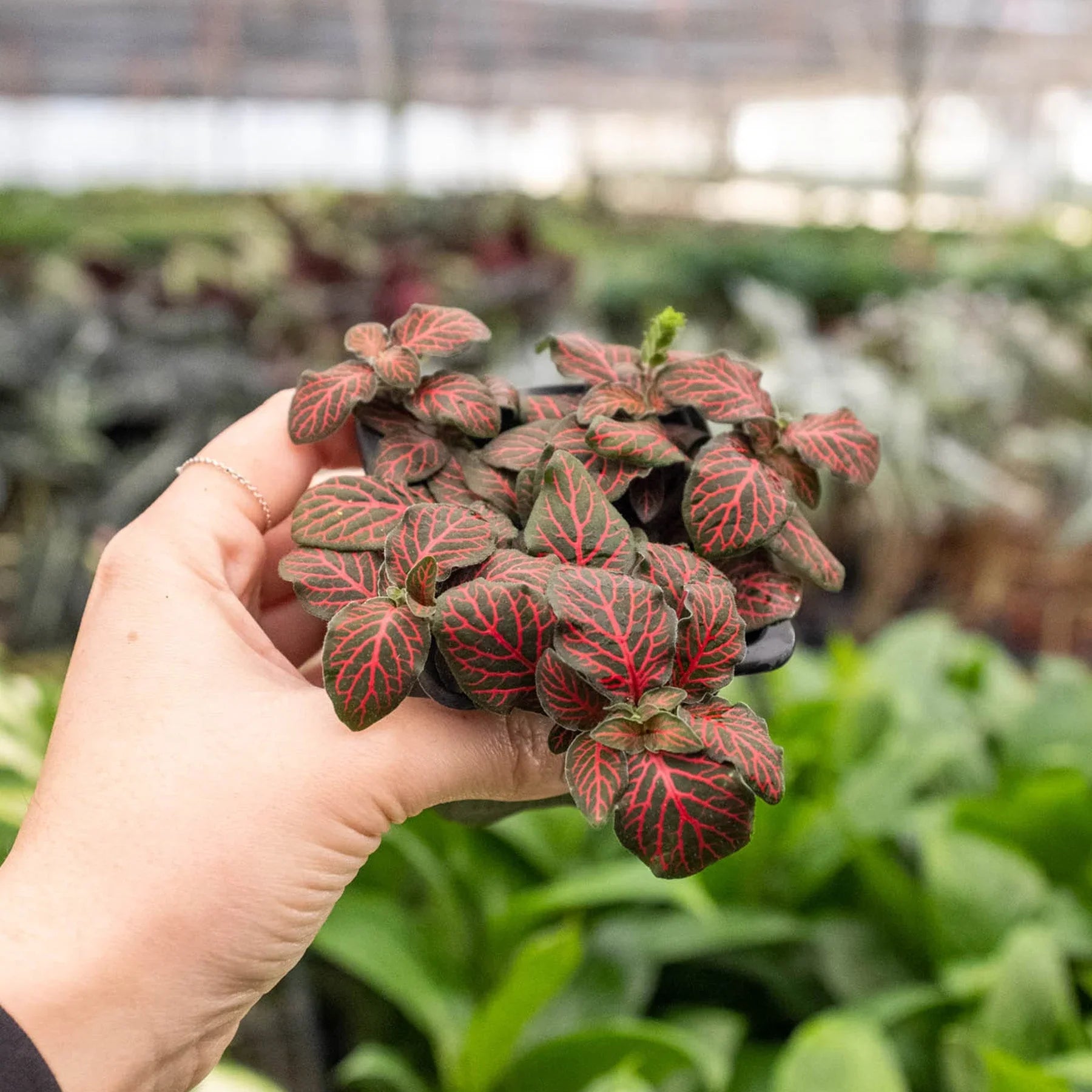 Fittonia Red