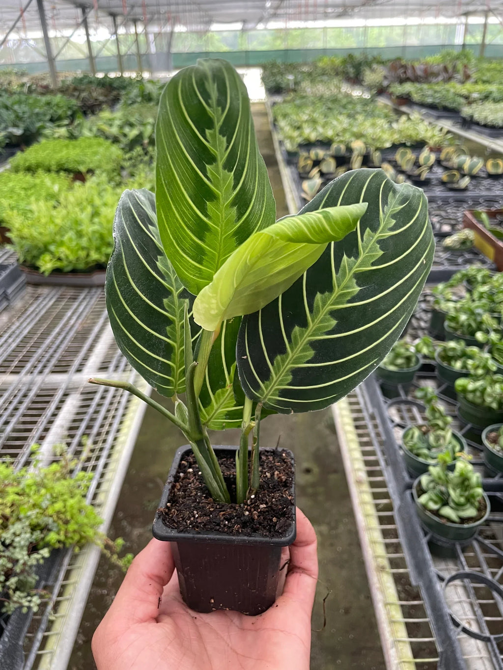 Maranta Lemon Lime