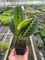 Maranta Lemon Lime