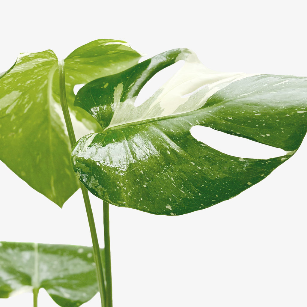 Monstera Thai Constellation