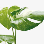 Monstera Thai Constellation