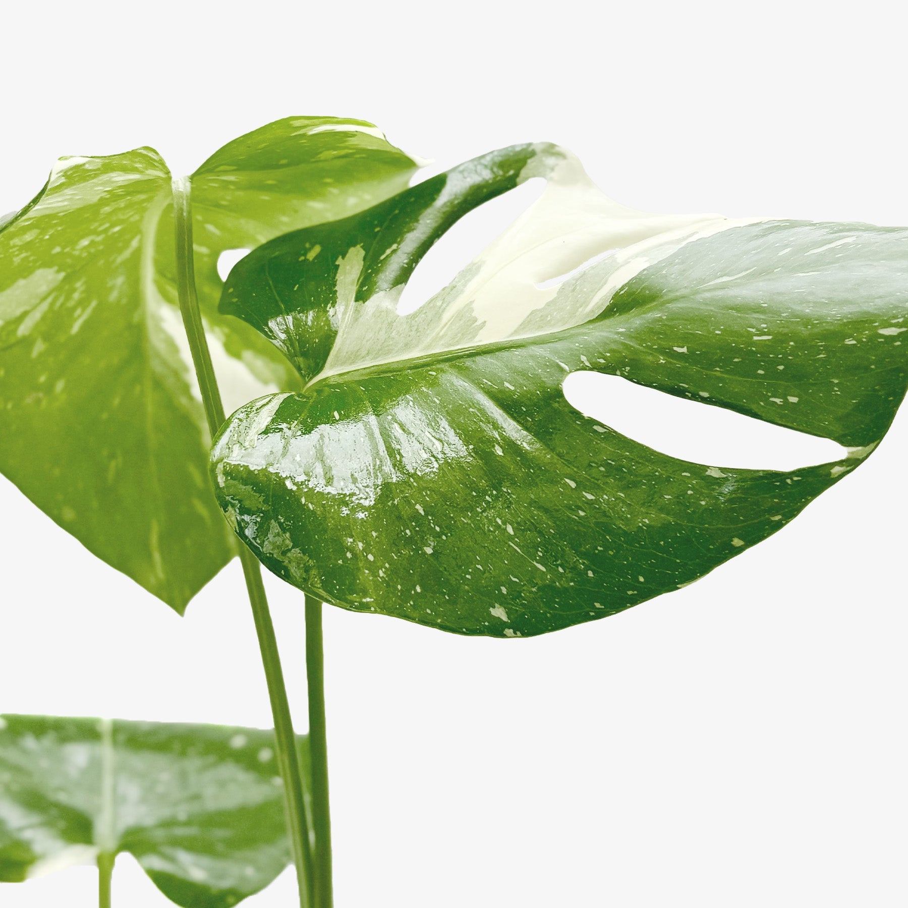 Monstera Thai Constellation