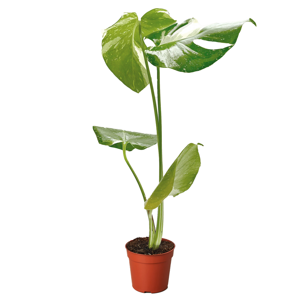 Monstera Thai Constellation