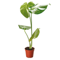 Monstera Thai Constellation