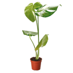 Monstera Thai Constellation