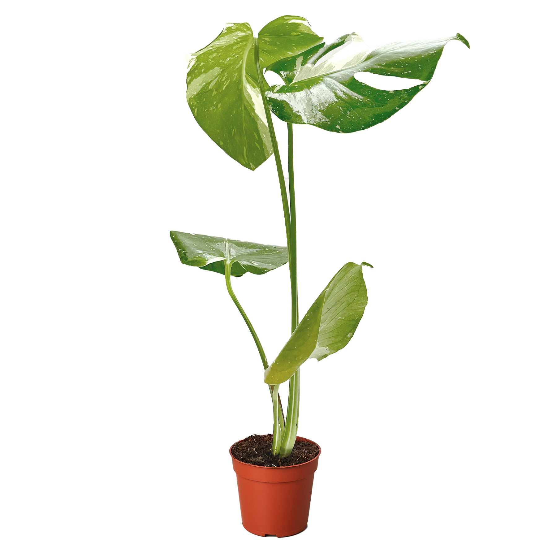 Monstera Thai Constellation