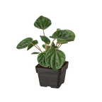 Peperomia Ripple
