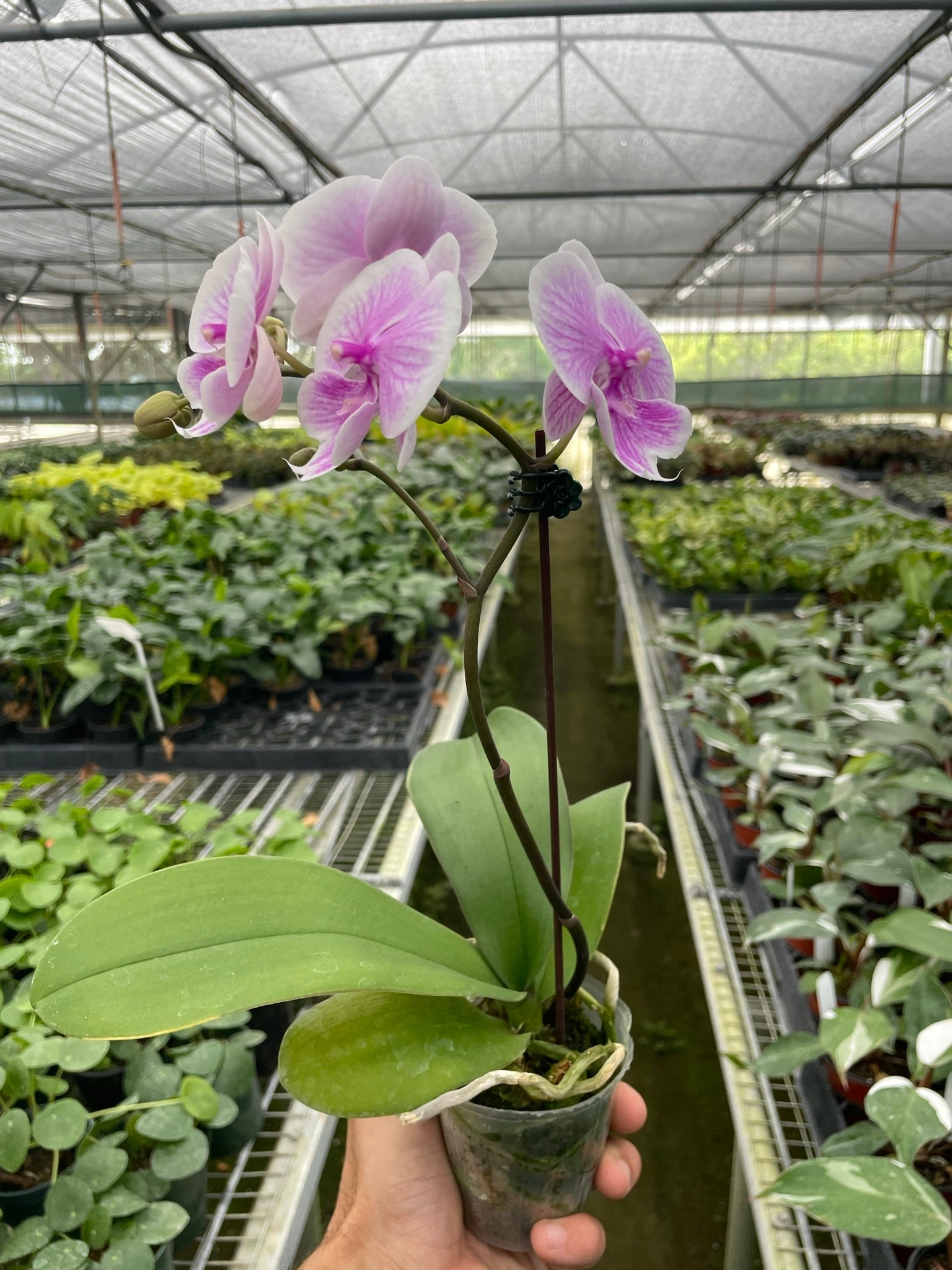 Orchid Light Pink Phalaenopsis 1