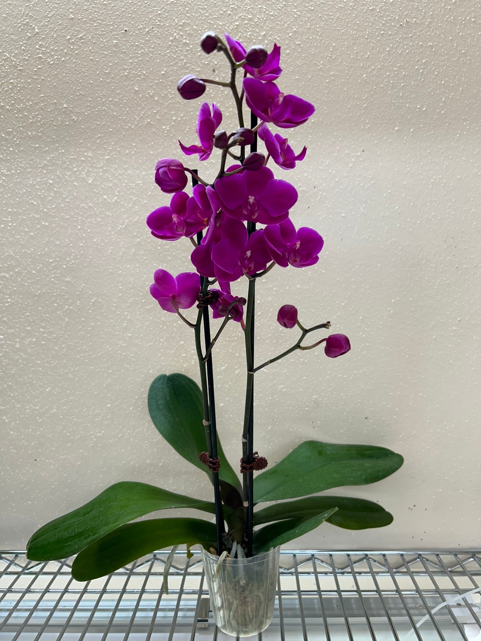 Orchid Purple Phalaenopsis