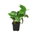 Philodendron Cordatum Heartleaf