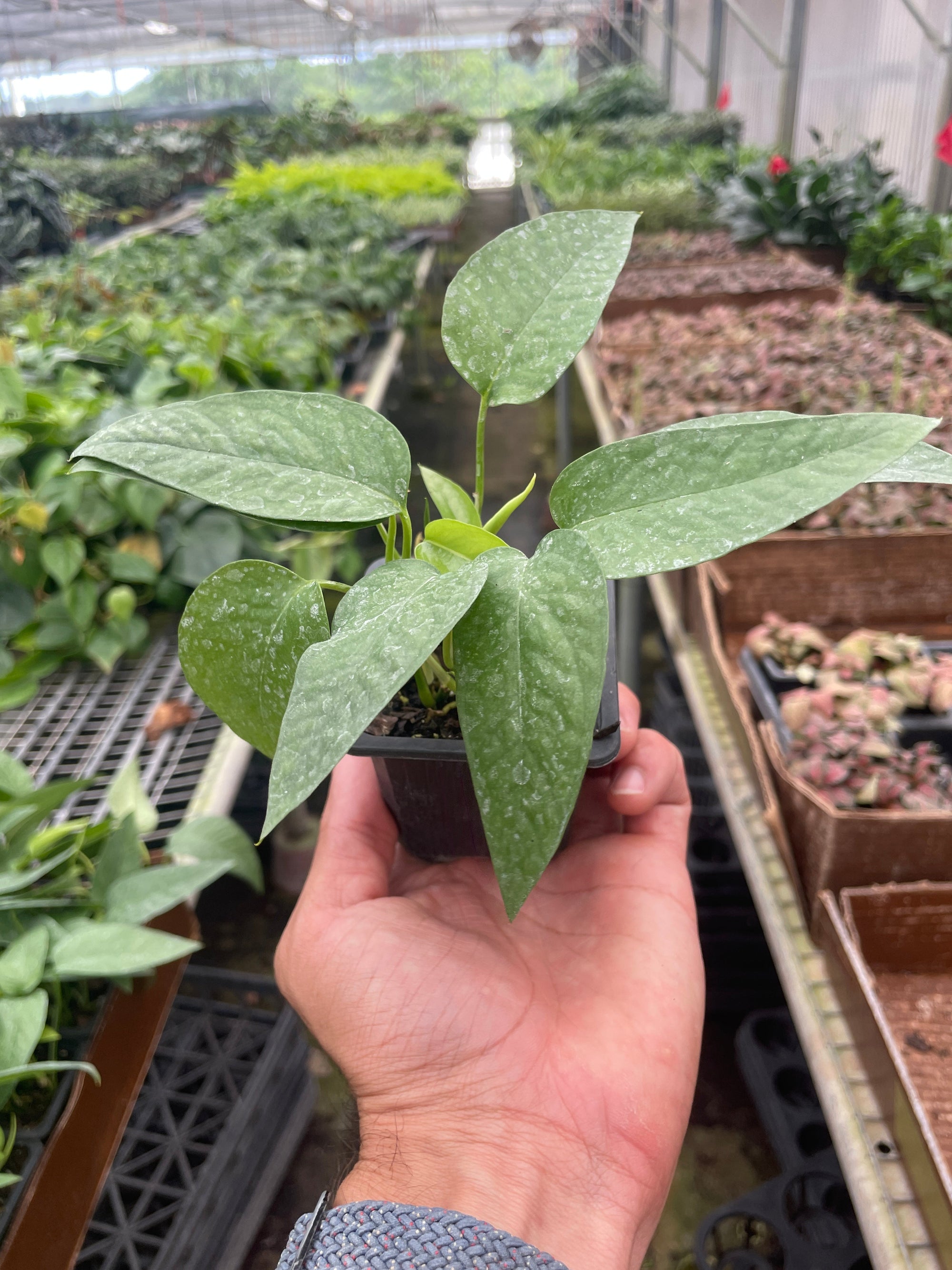 Pothos Cebu Blue