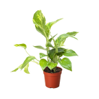 Pothos 'Golden'