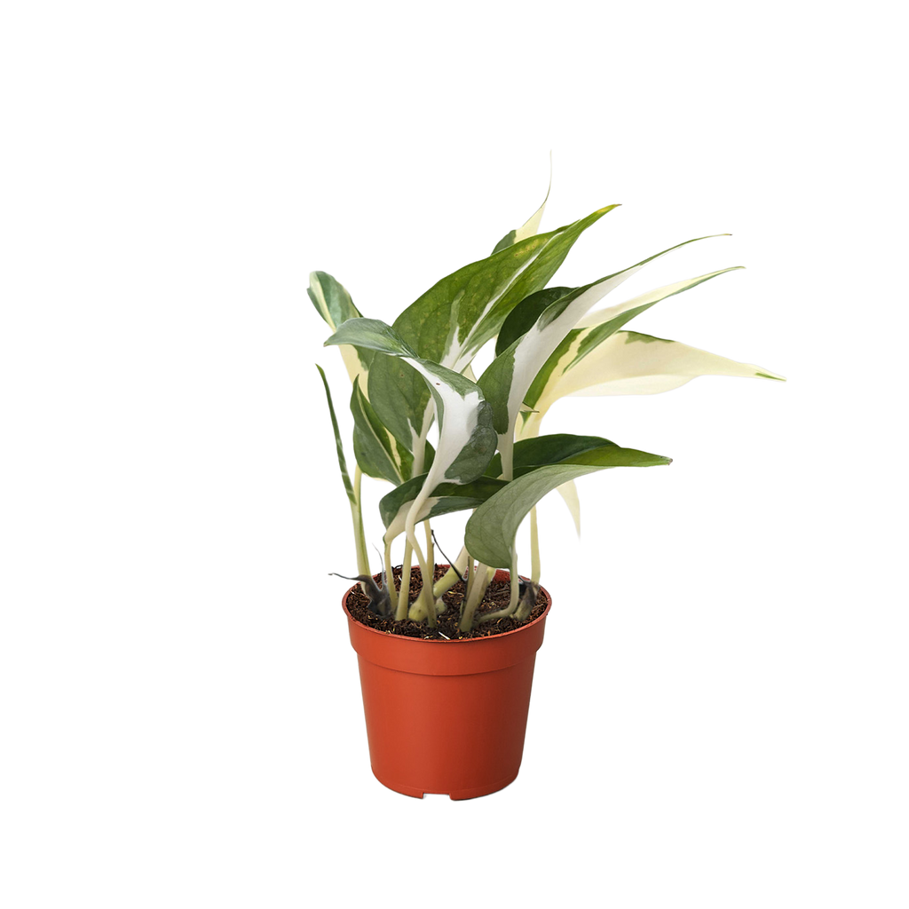 Pothos Mutant Manjula 1
