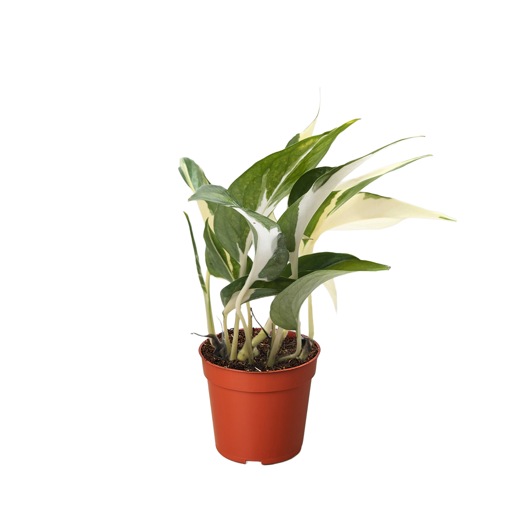 Pothos Mutant Manjula 1