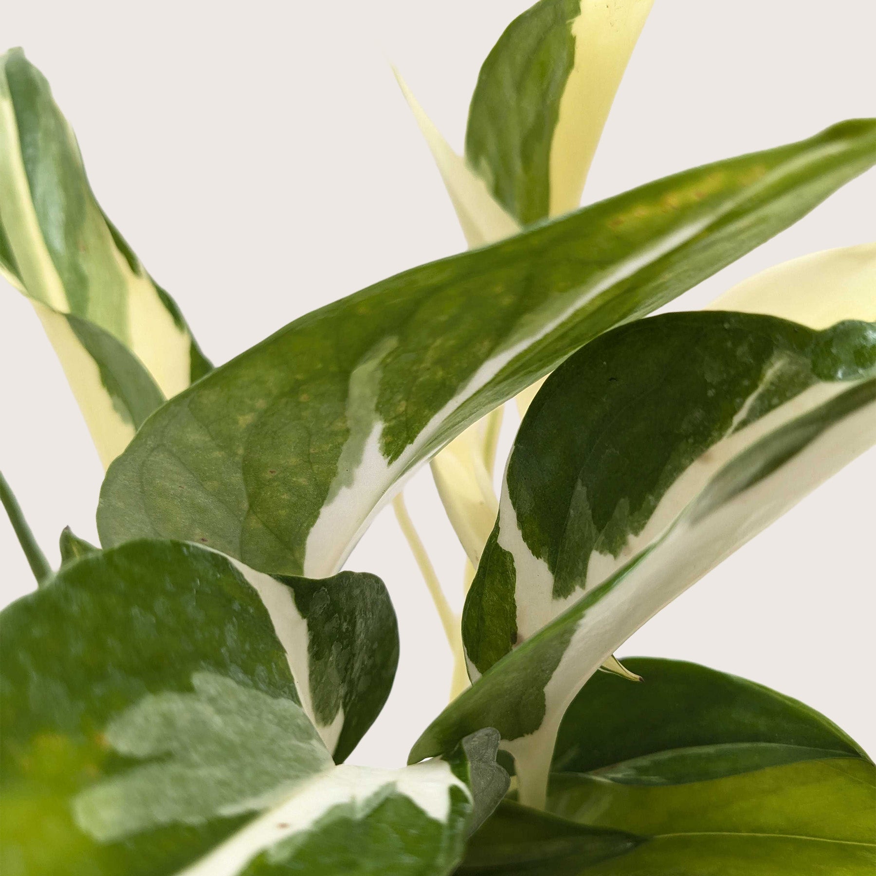 Pothos Mutant Manjula 1