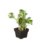 Pothos 'N'joy'